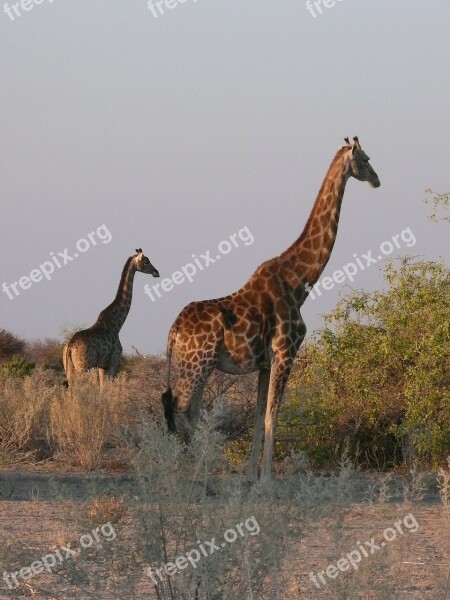 Giraffes Animals African Mammal Herbivore