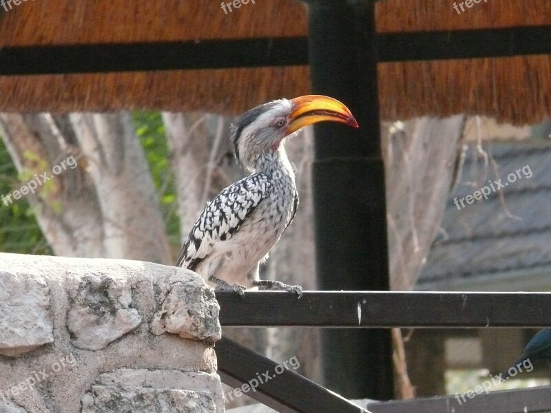 Hornbill Bird Animal Yellow Billed Safari