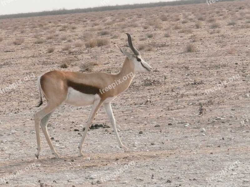 Antelope Springbok Animal African Herbivore