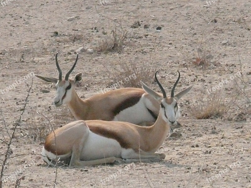 Springbok Antelope Animals Africa Wild