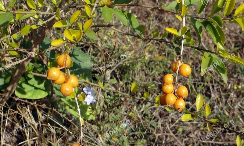 Duranta Berries Yellow Dharwad India