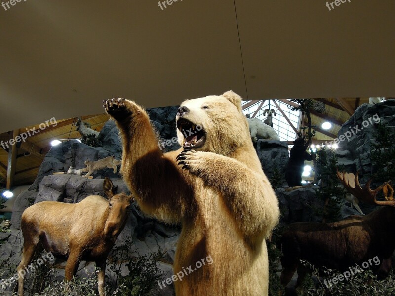 Artic Bear Polar Bear Bear Animals Models