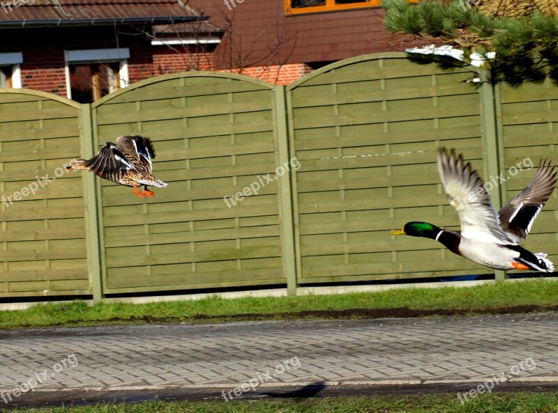 Duck In Flight Water Bird Startled Free Photos