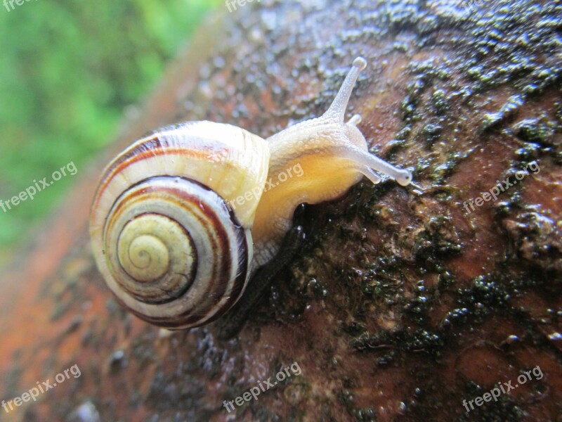 Snail Tree Rain Wet Colorful