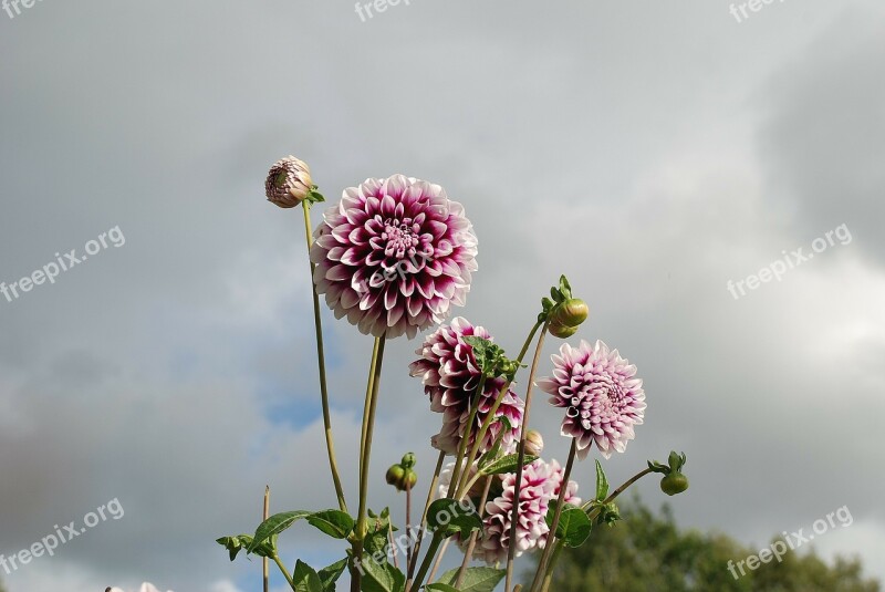 Flower Nature Macro Pink Green