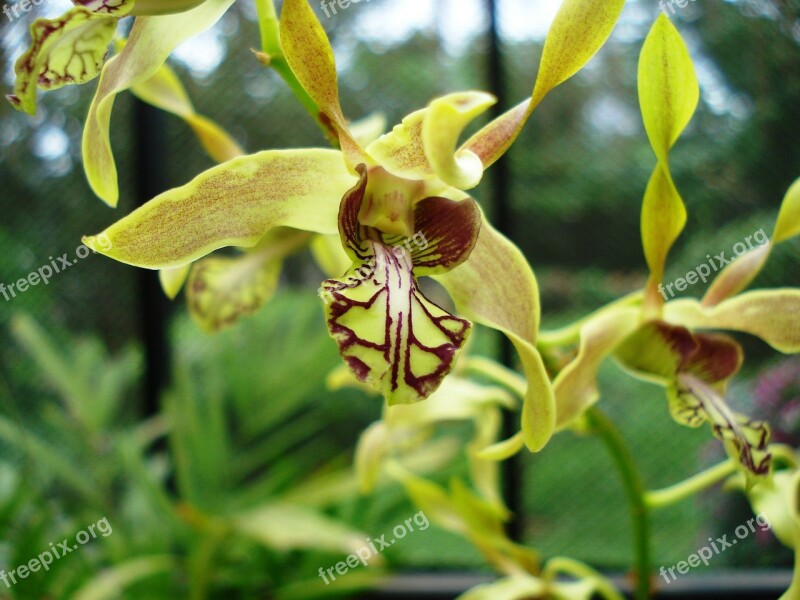 Orchid Flower Plant Free Photos