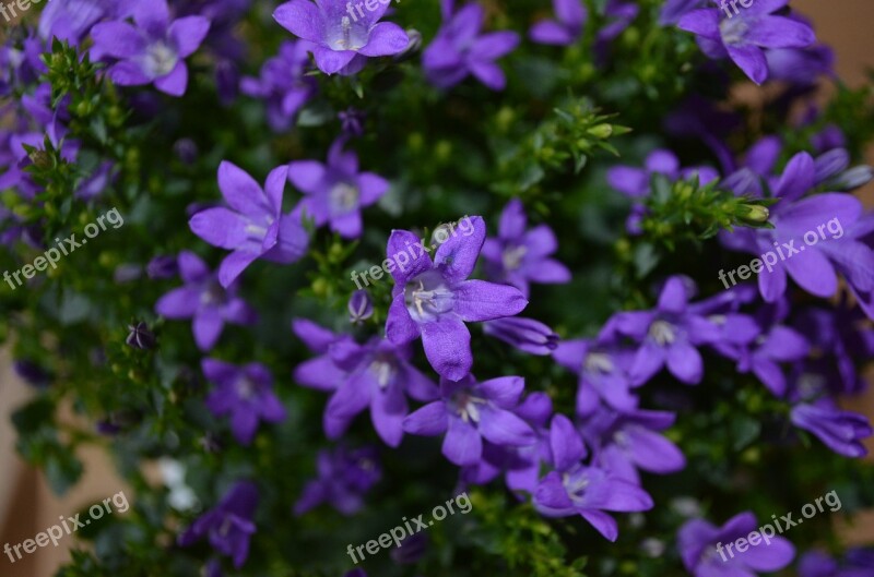 Flower Flowers Plant Spring Green