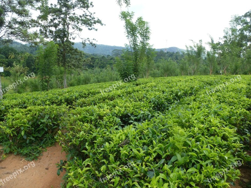 Tee Tea Plantation Sri Lanka Free Photos