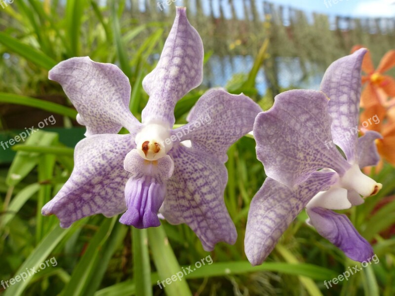 Orchid Purple Plant Flower Sri Lanka