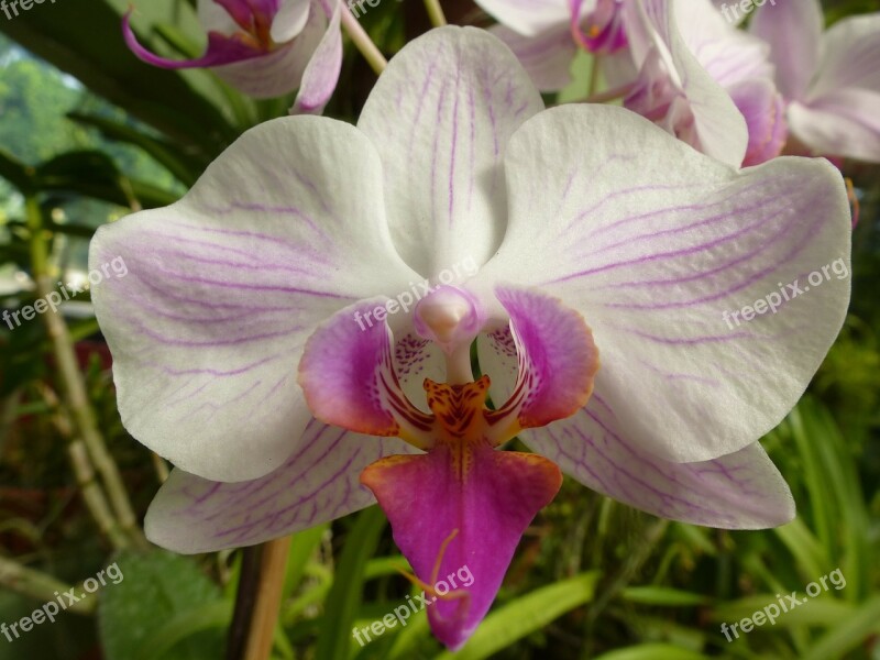 Orchid Plant Flower Sri Lanka Free Photos