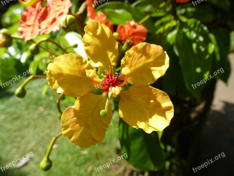 Sri Lanka Plant Flower Free Photos