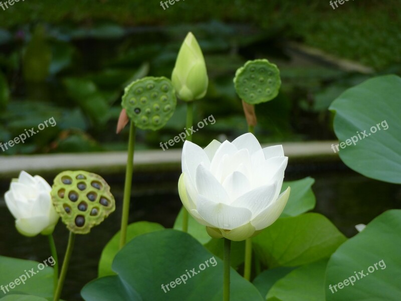 Water Lily Aquatic Plant Nuphar Flower Free Photos