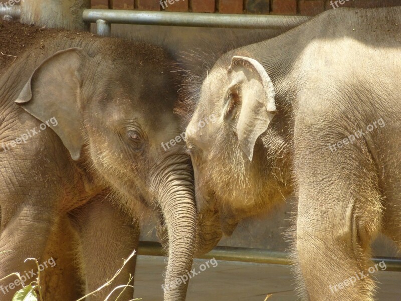 Baby Elephant Animals Sri Lanka Elephant Free Photos