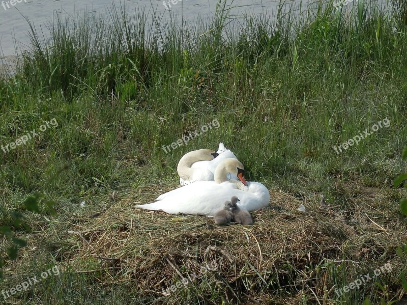 Swan Swans Breed Hatching Boy