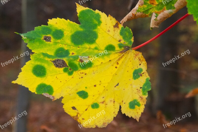 Autumn Fall Foliage Golden Autumn Leaves Colorful