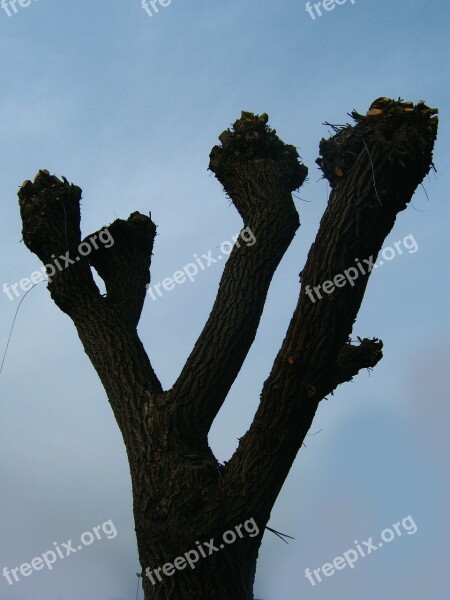 Tree Cut Beschnitten Kahl Pasture