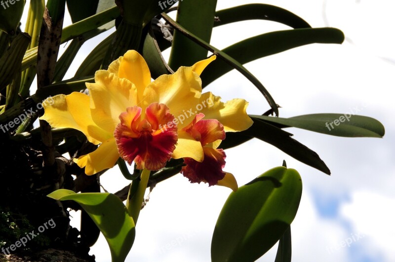 Flower Orchid Flowers Nature Plant