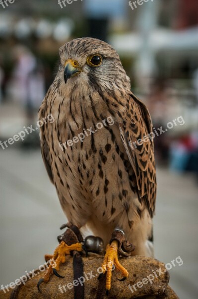 Falcon Raptor Bird Fluffy Free Photos