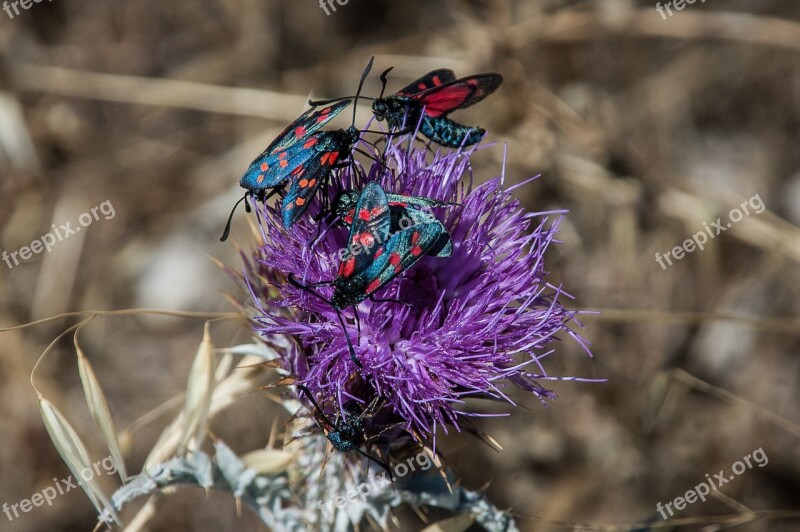 Beetle Beetle Family Close Up Crawl Plant