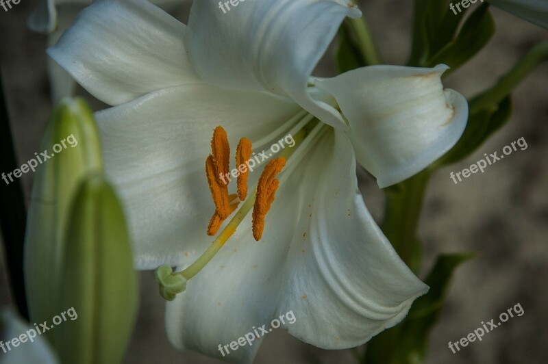 Pistil Lily White Blossom Bloom