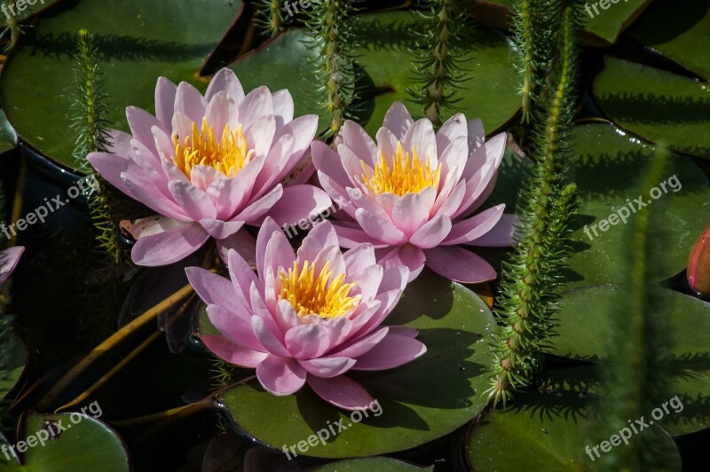 Nuphar Lutea Water Lily Nature Aquatic Plant Pond