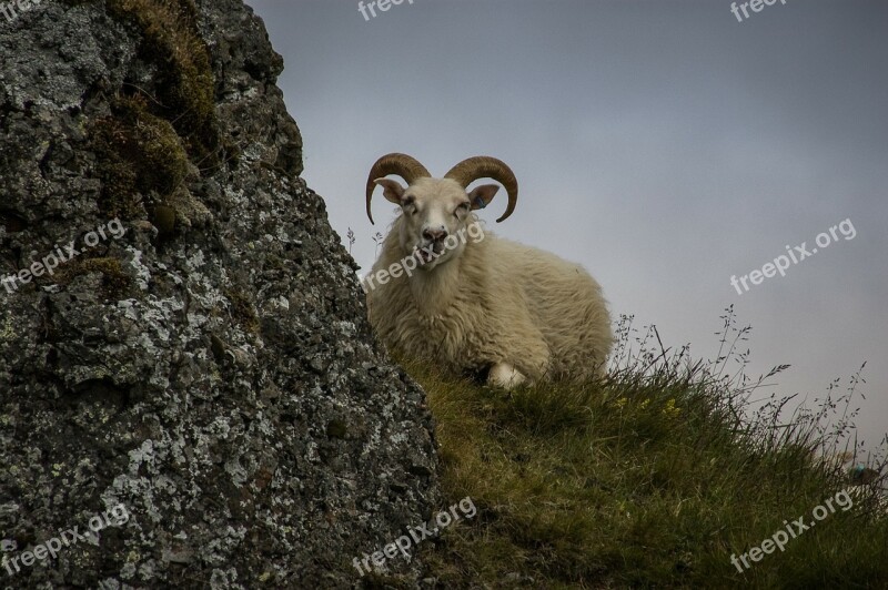 Sheep Iceland Bock Nature Animal