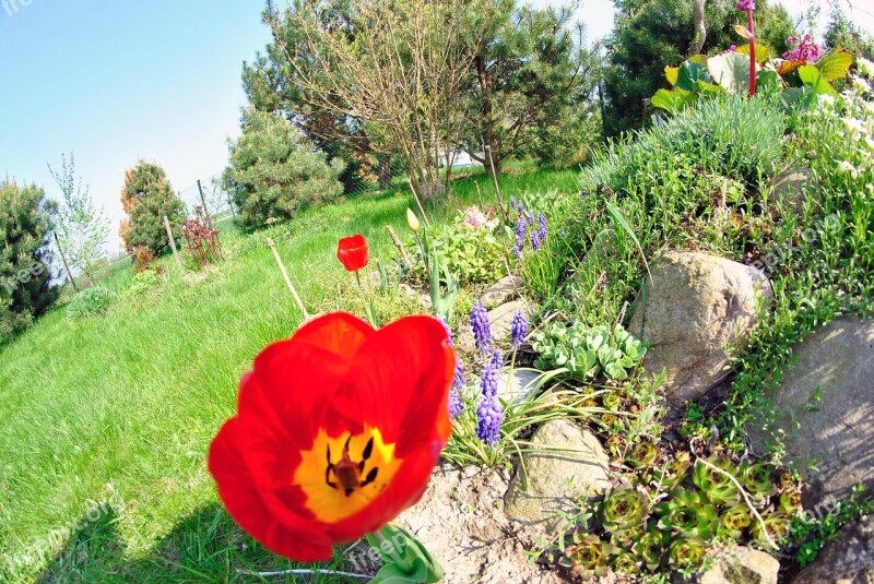 Garden Poppy Flowers Flower Rockery