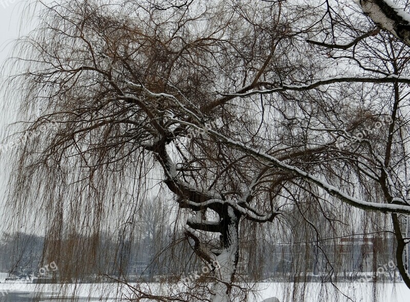 Weeping Willow Ripe Wintry Tree Branches