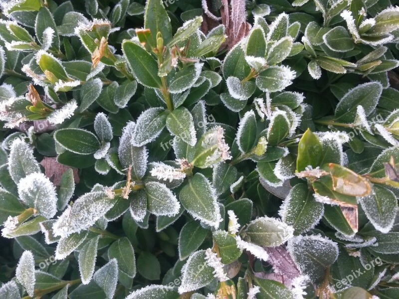 Plant Green Bush Frost Icy