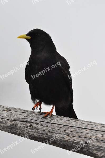 Bergdohle Jackdaw Raven Bird Alpine