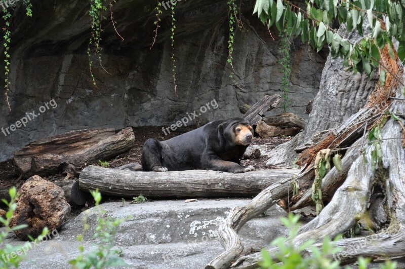 Animal Bear Black Bear Zoo Free Photos