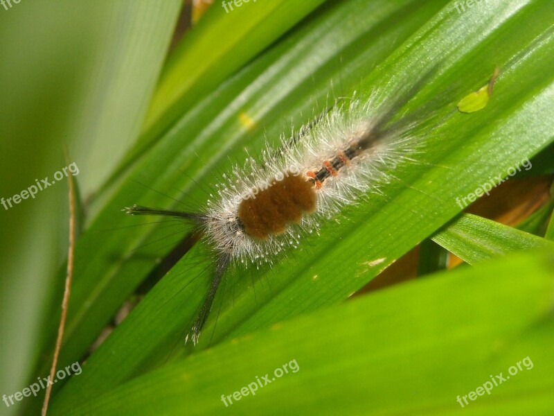 Caterpillar Hump Feather Leaf Pandan