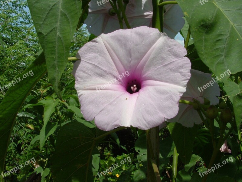 Beautiful Flowers Beautiful Flower Purple Flower Wildflower