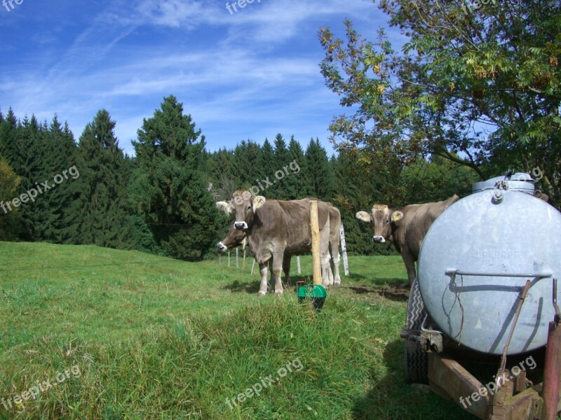 Cow Young Cattle Beef Water Tank Pasture