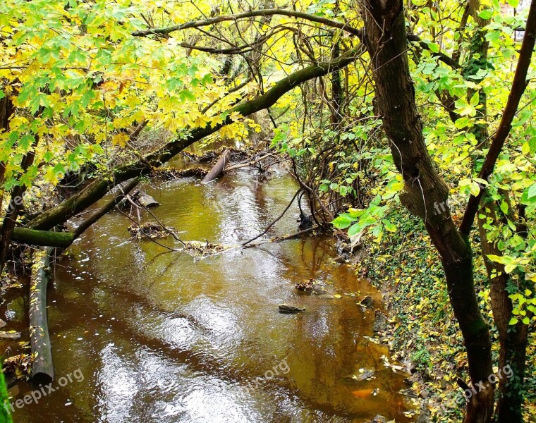 Brook Rivulet Trees Green Summer