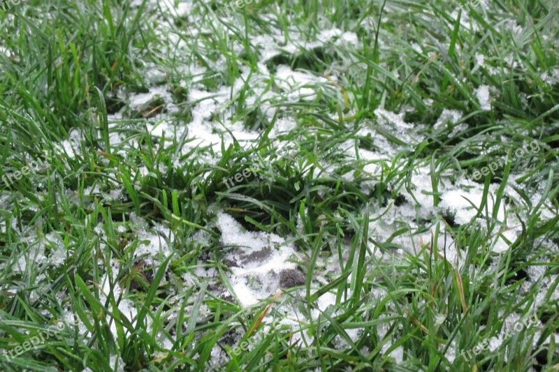 Green Grass Lawn Frost Free Photos