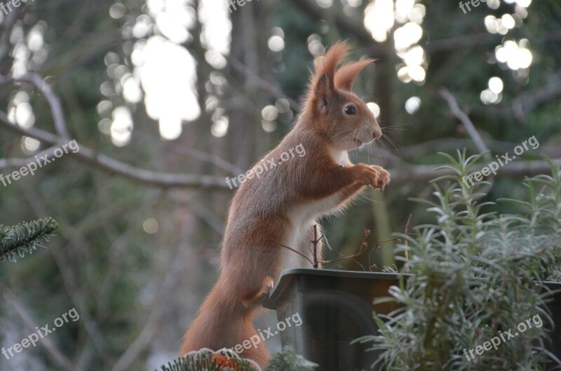 Squirrel Animals Nature Nager Fur