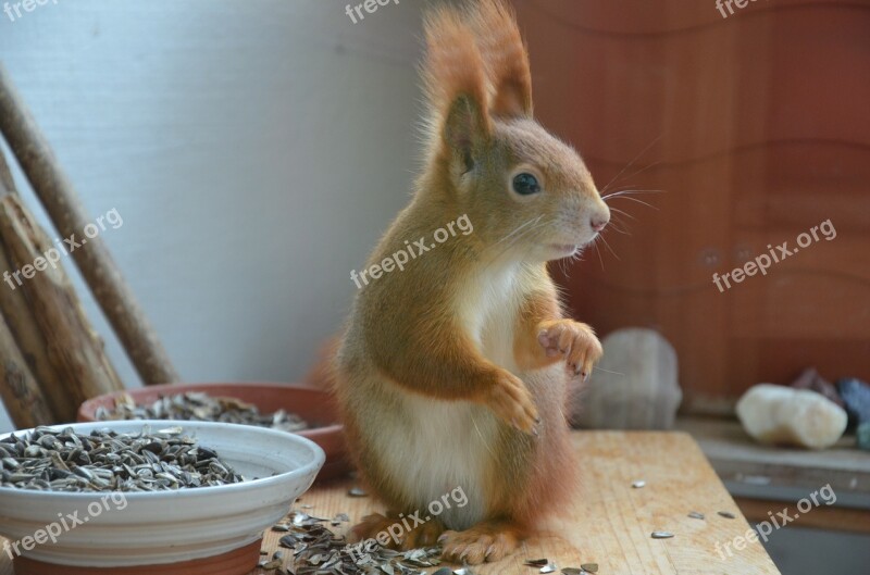 Squirrel Animals Nature Nager Fur