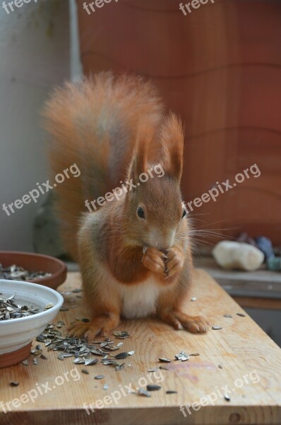 Squirrel Animals Nature Nager Fur