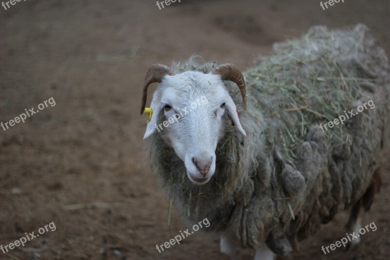 Prague Zoo Sheep Free Photos