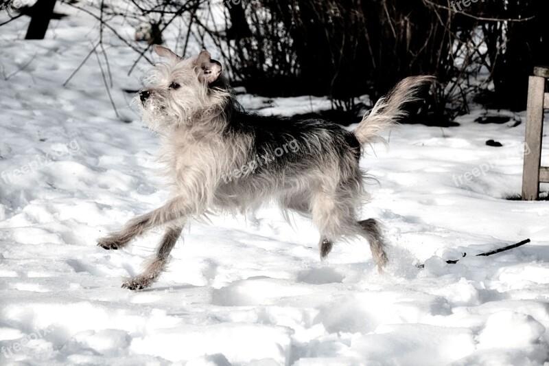 Dog Small Dog Awakened Curious Terrier