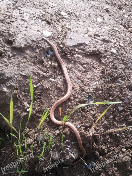 Slow Worm Reptile Snake Lizard Nature