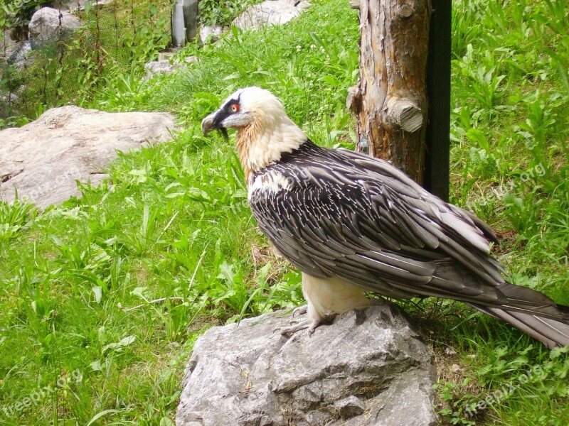 Vulture Wild Animal Bird Nature Animal World