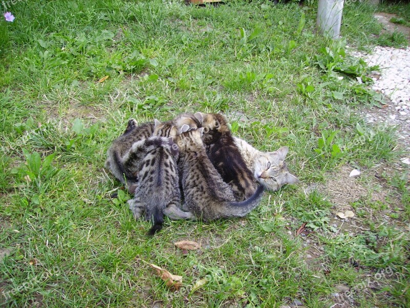 Cat Family Cat Kitten Mammals Pet