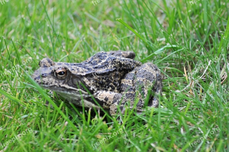 The Frog Grass Green Free Photos