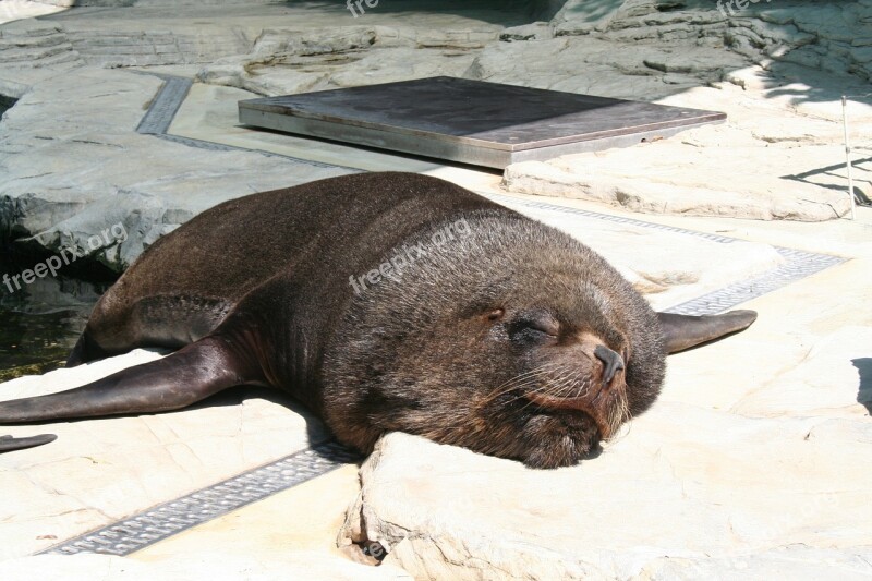 Sea ​​lion Robbe Seal Sleep Lazy