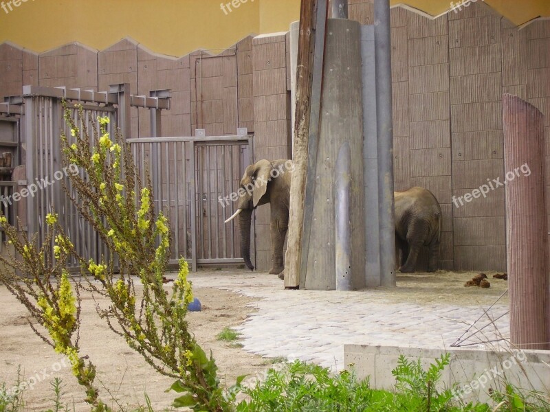 Elephant Zoo Animal Enclosures Hallucination Schönnbrun