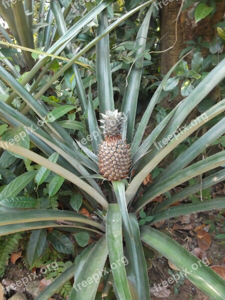 Pineapple Plant Sri Lanka Bush Free Photos