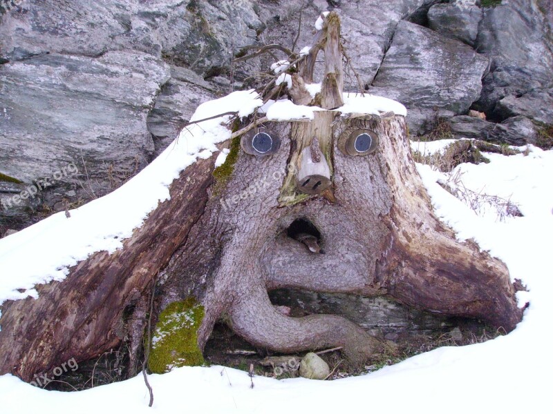 Root Face Baumstumpfm Face Tree Winter Free Photos