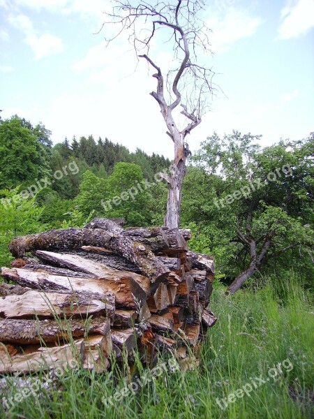 Holzstapel Tree Wood Free Photos